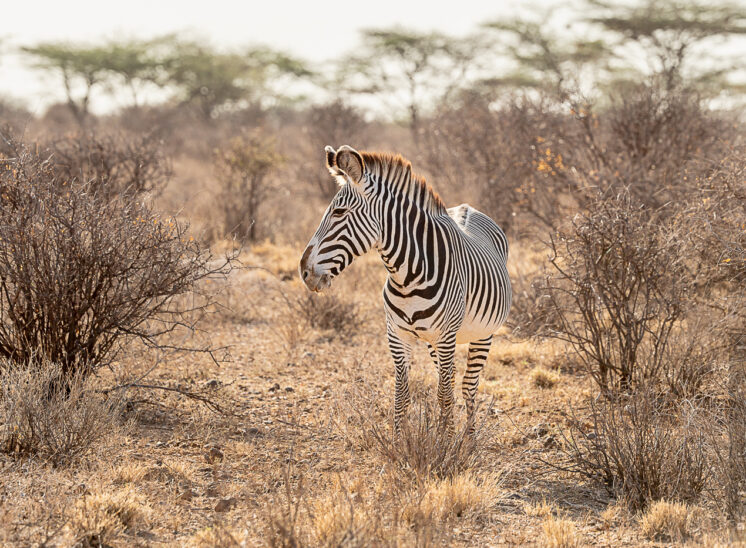 Grevyzebra (Grévy's zebra)