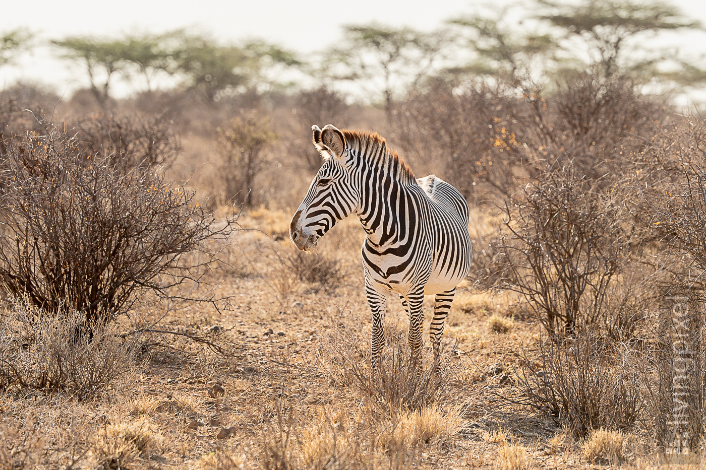 Grevyzebra (Grévy's zebra)