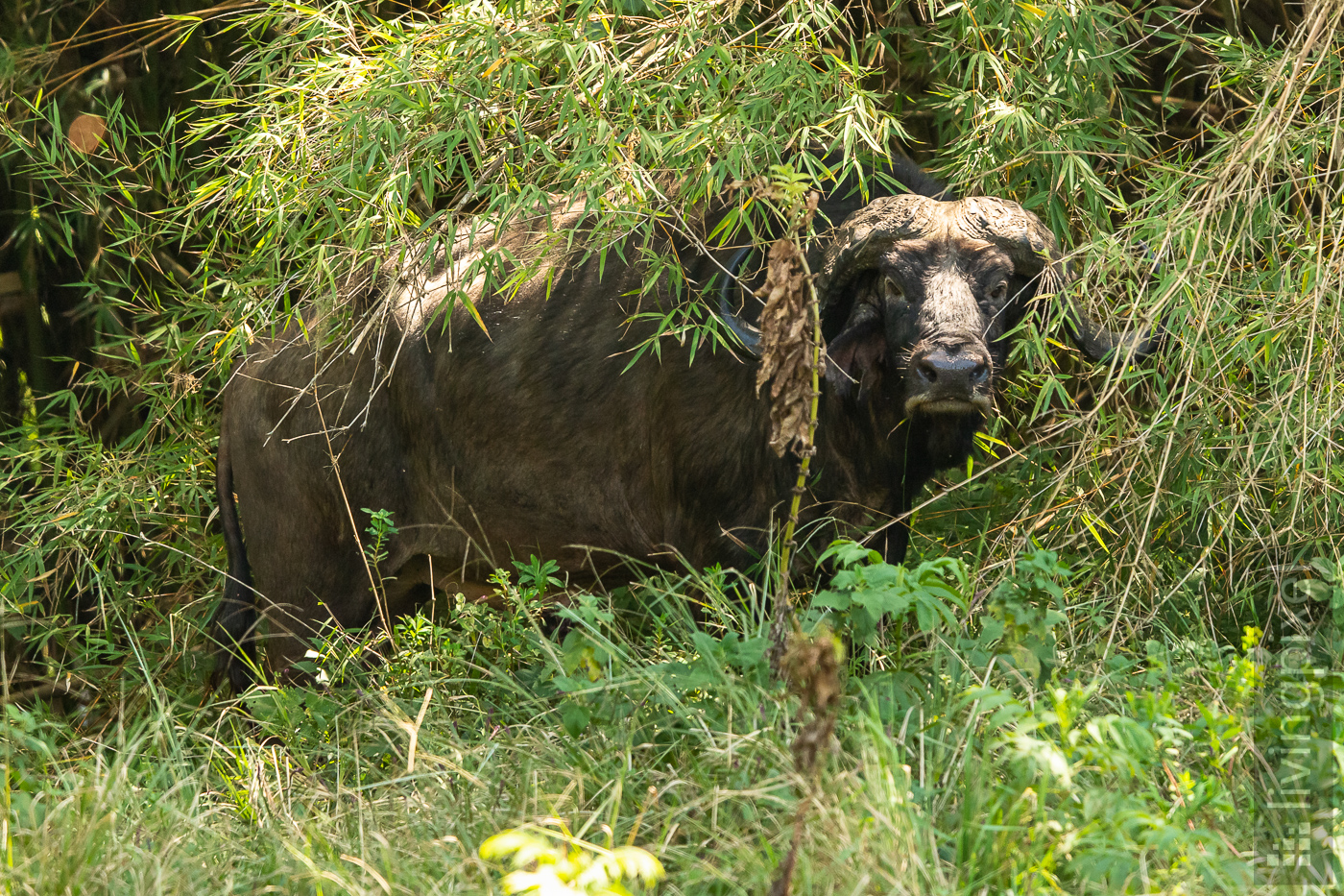 Kaffernbüffel (African buffalo)