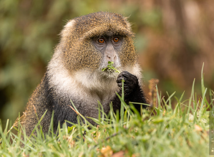 Weißkehlmeerkatze (Sykes' monkey)