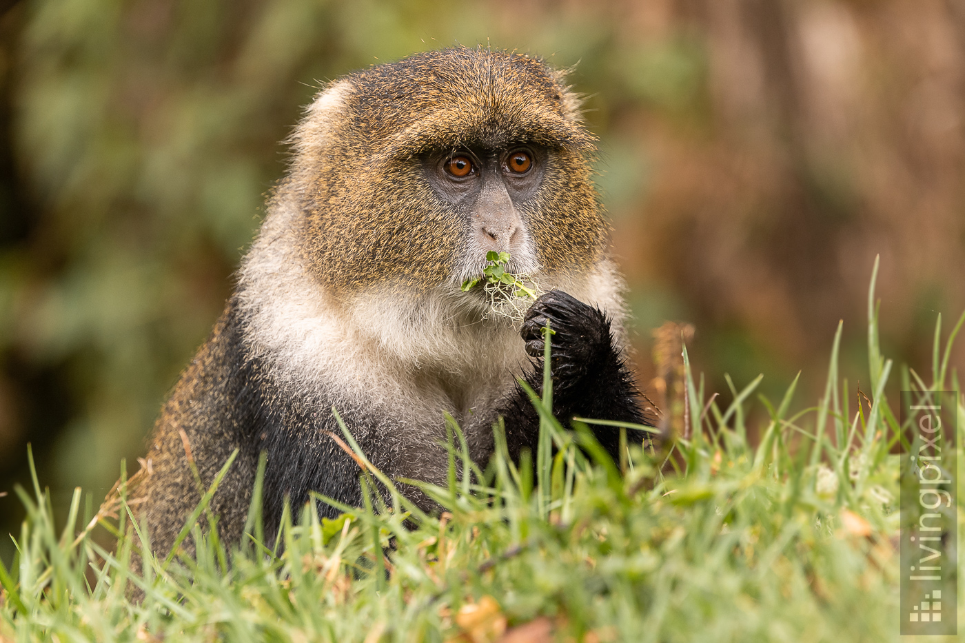 Weißkehlmeerkatze (Sykes' monkey)