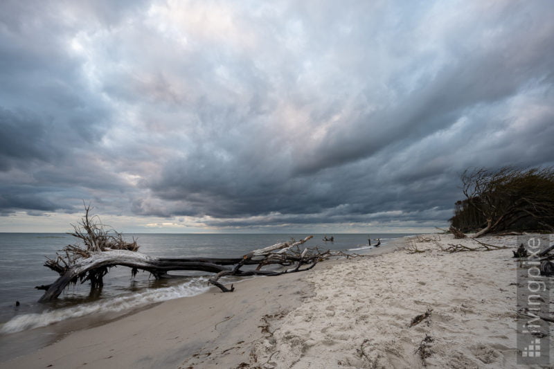 Totholz am Weststrand