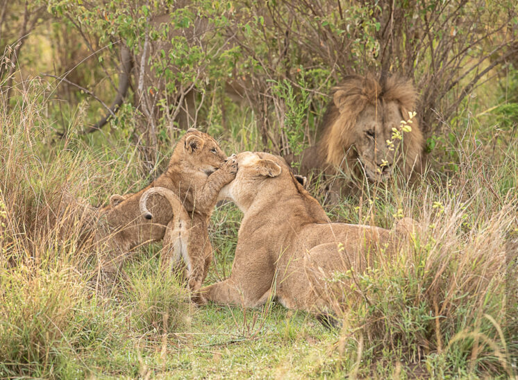 Löwe (Lion)