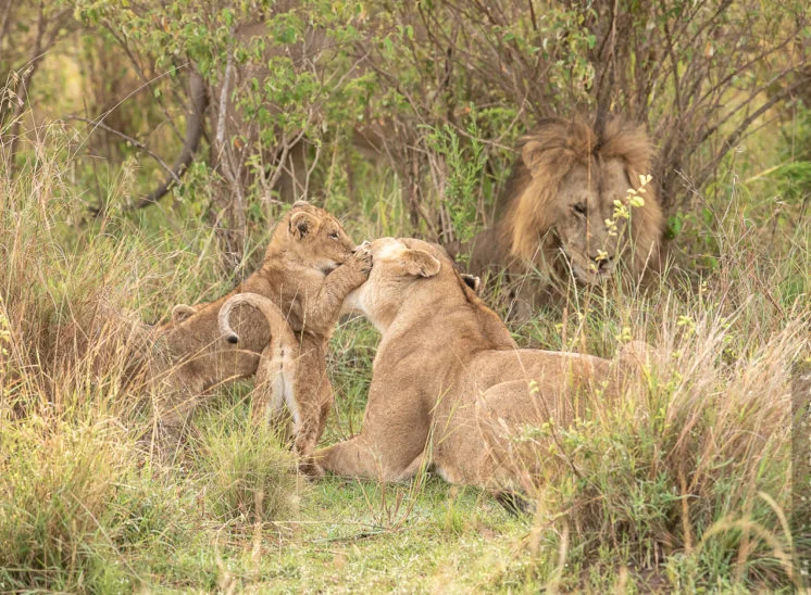 Löwe (Lion)