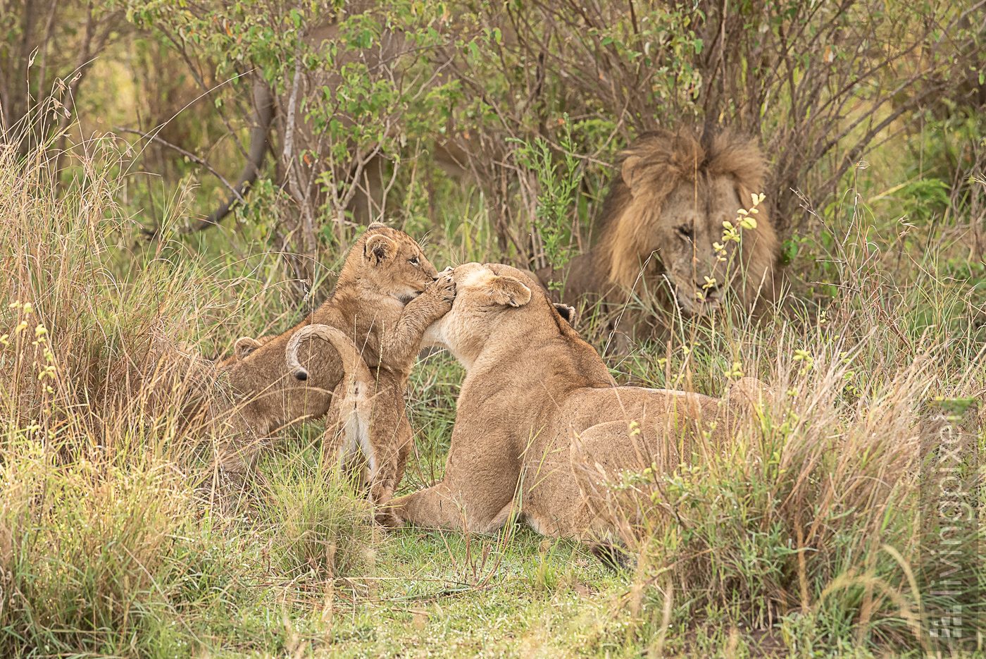 Löwe (Lion)