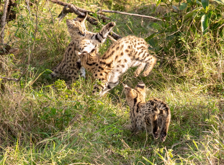 Serval (Serval)