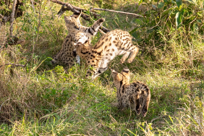 Serval (Serval)