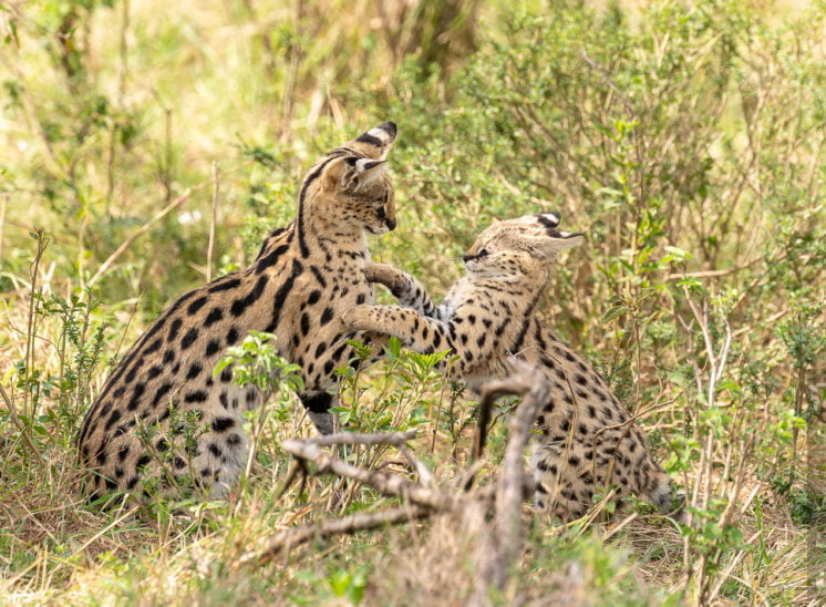 Serval (Serval)