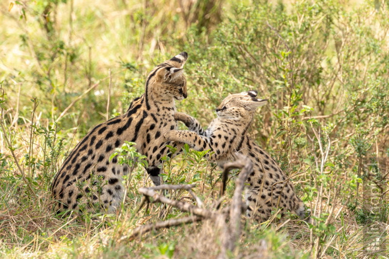 Serval (Serval)