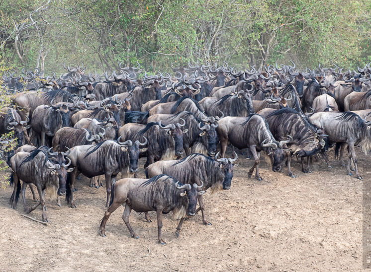 Gnu (Wildebeest)