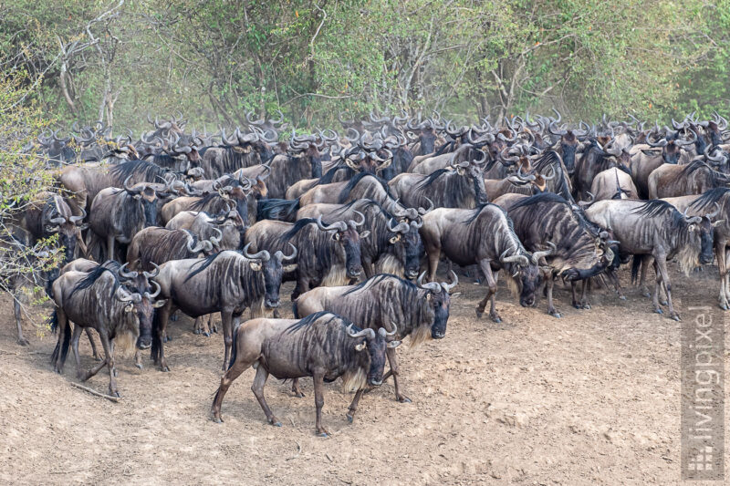 Gnu (Wildebeest)