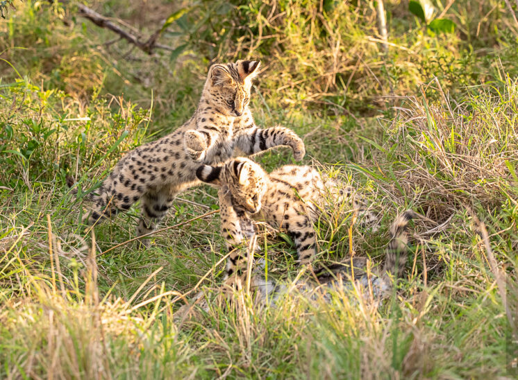 Serval (Serval)