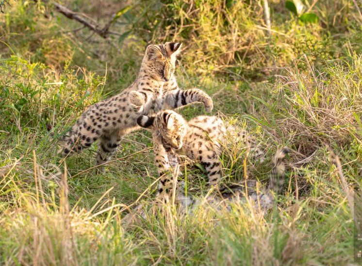 Serval (Serval)