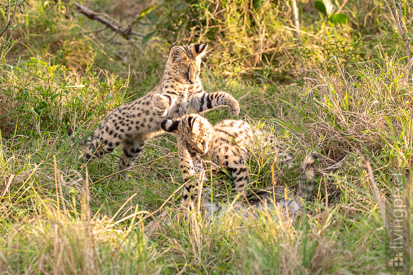 Serval (Serval)