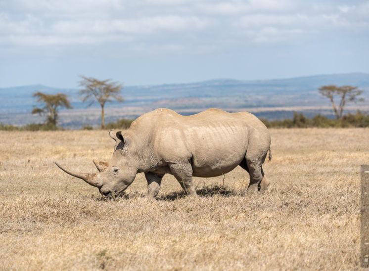 Breitmaulnashorn (White rhinoceros)