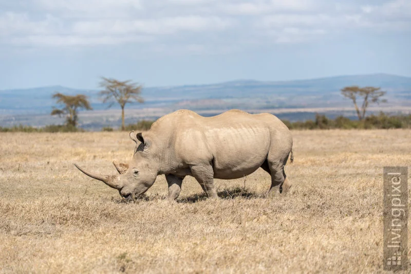 Breitmaulnashorn (White rhinoceros)