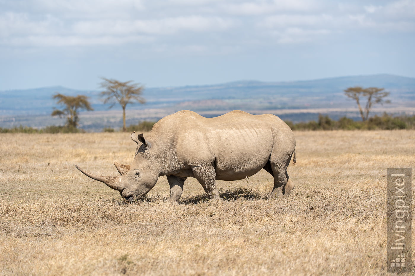 Breitmaulnashorn (White rhinoceros)