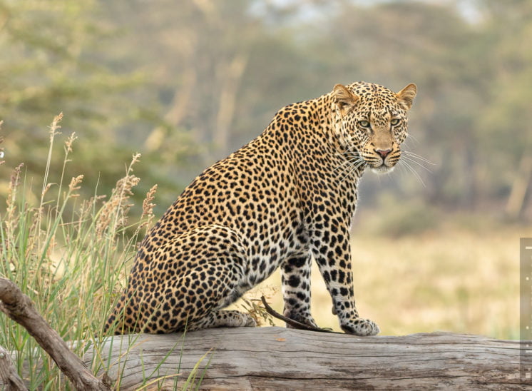 Leopard (Leopard)