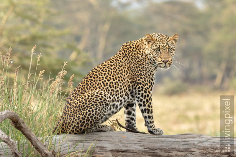 Leopard (Leopard)