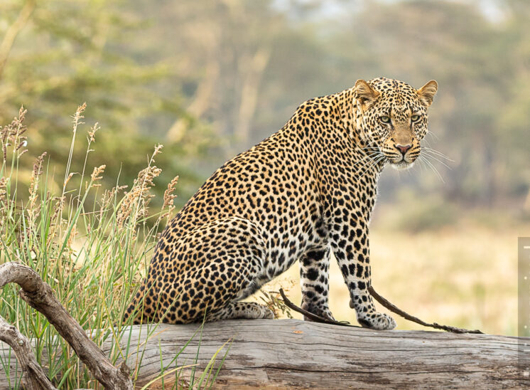 Leopard (Leopard)