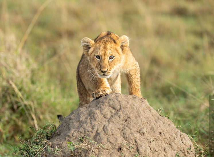 Löwe (Lion)