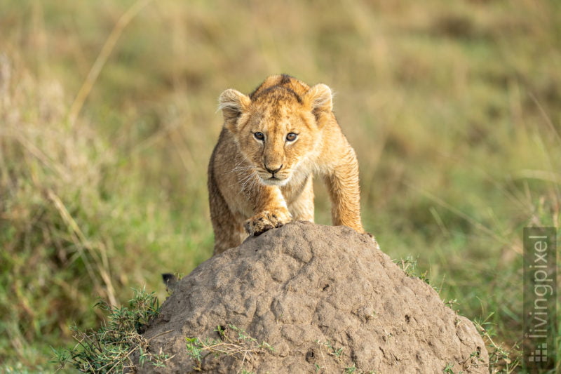 Löwe (Lion)