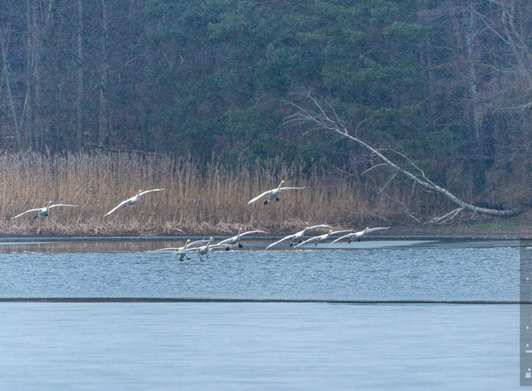 Familie Singschwan im Landeanflug