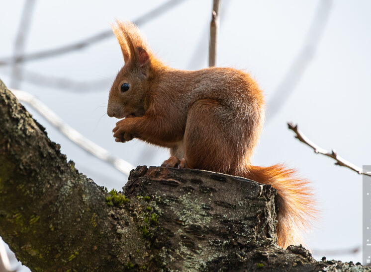 Eurasisches Eichhörnchen (Red squirrel)