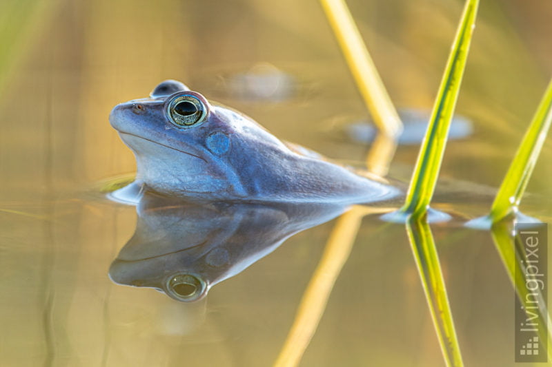 Moorfrosch (Moor frog)