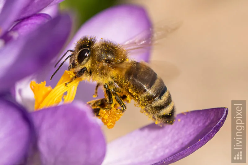 Honigbiene (Western honey bee)