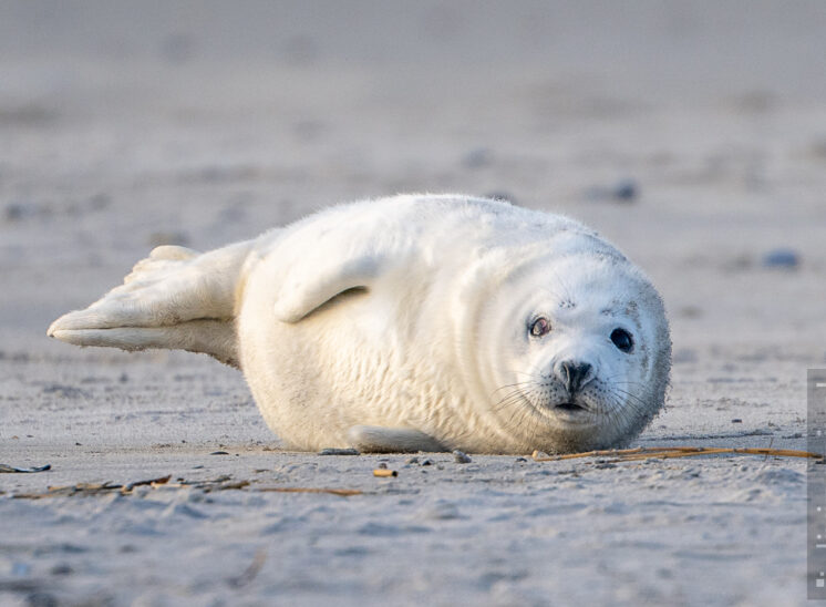 Kegelrobbe (Grey seal)