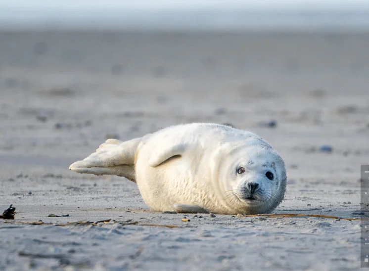 Kegelrobbe (Grey seal)