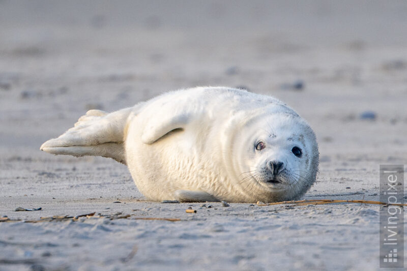 Kegelrobbe (Grey seal)