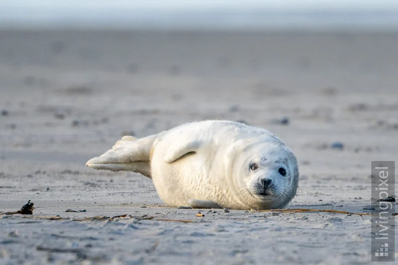 Kegelrobbe (Grey seal)