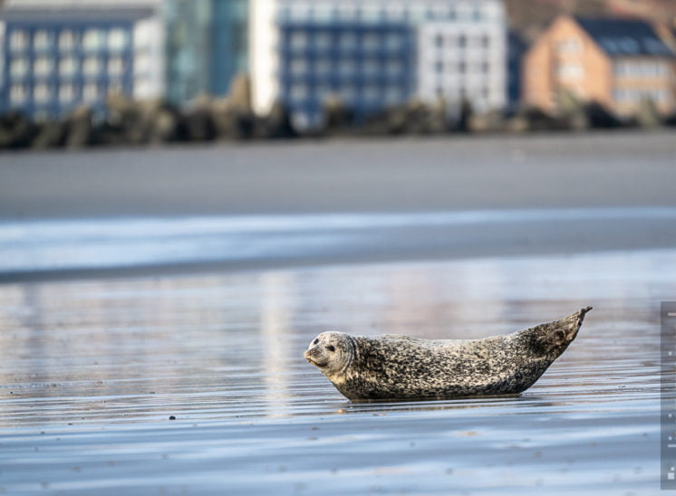 Seehund (Harbor seal)