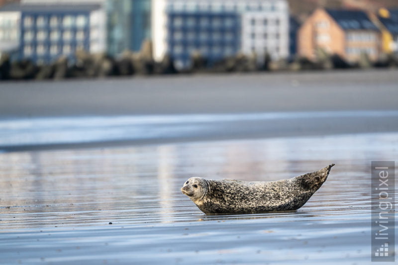 Seehund (Harbor seal)