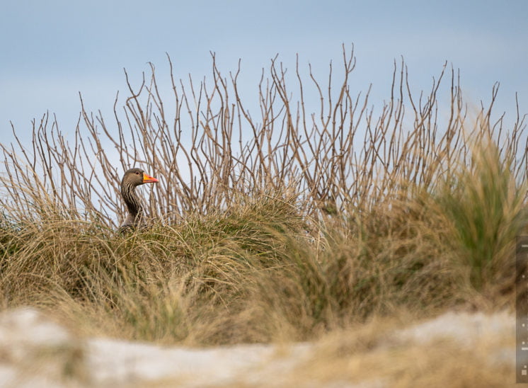 Graugans (Greylag goose)