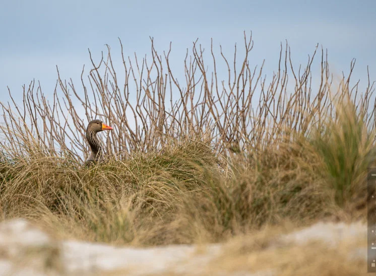 Graugans (Greylag goose)