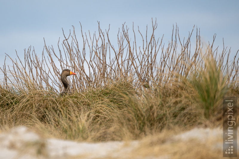 Graugans (Greylag goose)