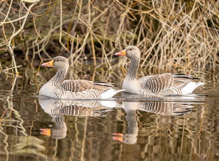 Graugans (Greylag goose)