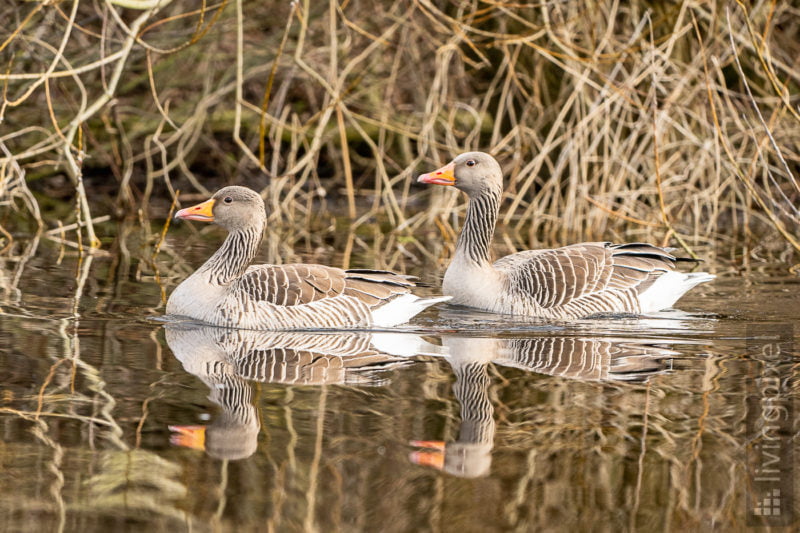 Graugans (Greylag goose)