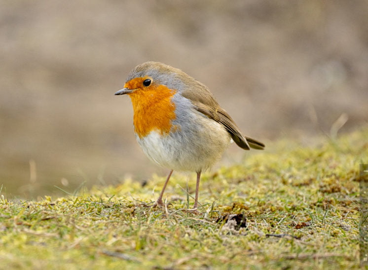 Rotkehlchen (European robin)