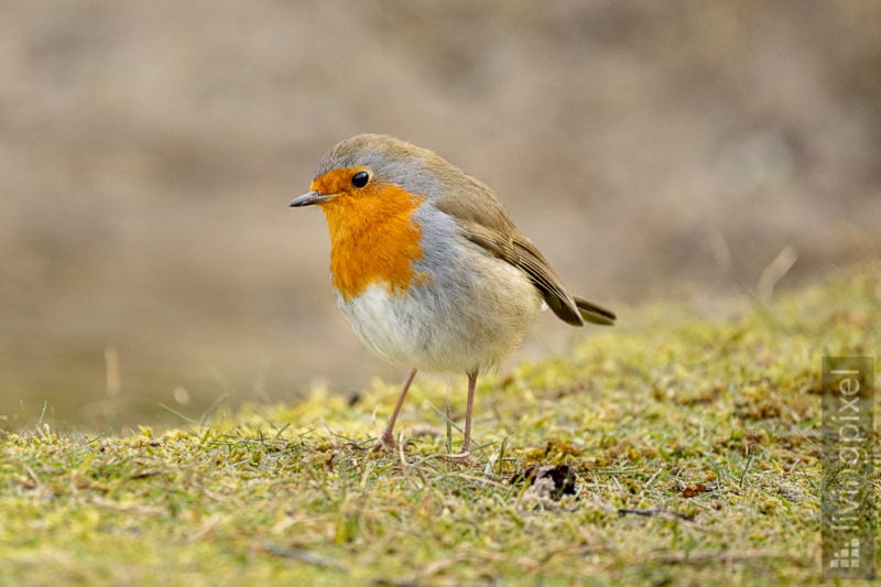 Rotkehlchen (European robin)