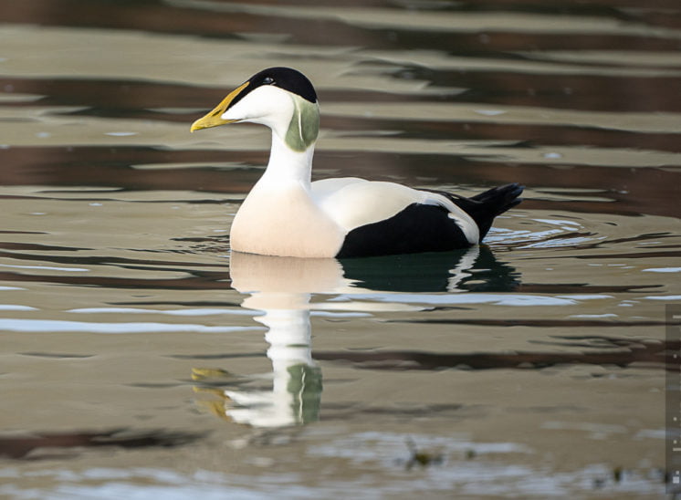 Eiderente (Common eider)