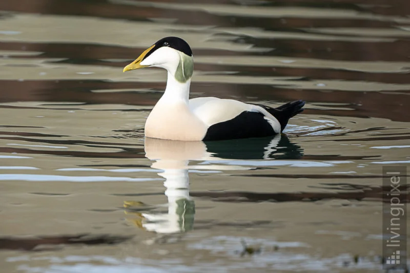 Eiderente (Common eider)