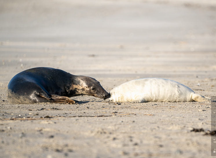 Kegelrobbe (Grey seal)