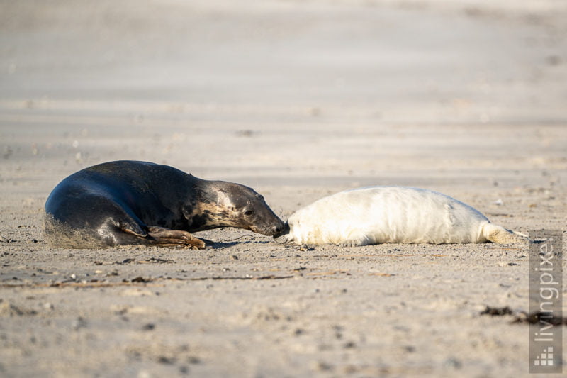 Kegelrobbe (Grey seal)