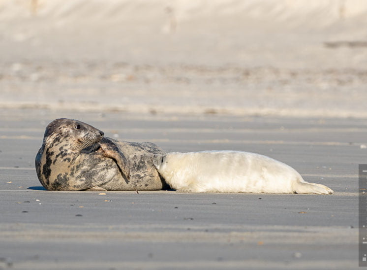 Kegelrobbe (Grey seal)