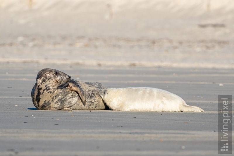 Kegelrobbe (Grey seal)