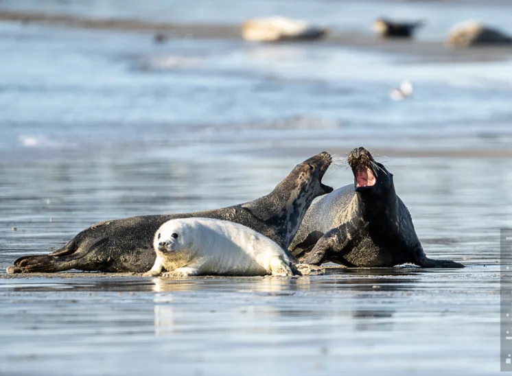 Kegelrobbe (Grey seal)